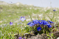 Gentiana dshimilensis