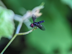 Ocyptamus dimidiatus