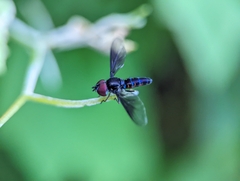 Ocyptamus dimidiatus