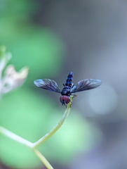 Ocyptamus dimidiatus