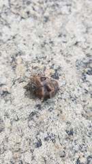 Stramonita biserialis