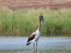 Ephippiorhynchus asiaticus