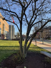 Magnolia × soulangeana