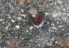 Tanaecia clathrata