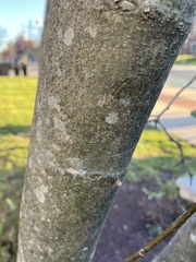 Magnolia × soulangeana