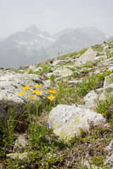 Anemonastrum speciosum