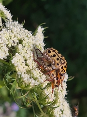 Neorrhina punctatum