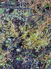 Cladonia scabriuscula