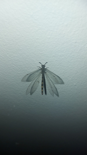 Myrmeleon obscurus