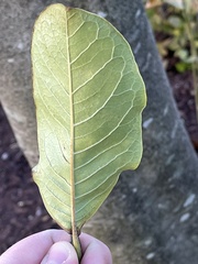 Magnolia × soulangeana