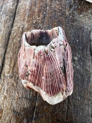 Megabalanus californicus