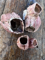 Megabalanus californicus