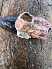 Megabalanus californicus