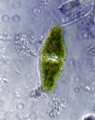 Euastrum ansatum