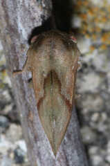 Cyrtolobus