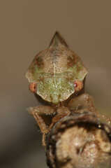 Cyrtolobus