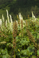 Rumex alpinus