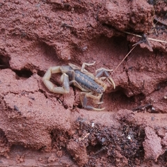 Uroplectes triangulifer