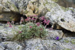 Potentilla divina