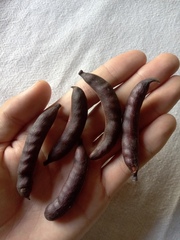 Vachellia farnesiana farnesiana