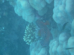 Cephalopholis miniata