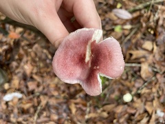 Russula xerampelina