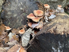 Hypholoma lateritium