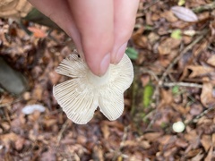 Russula xerampelina