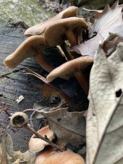 Hypholoma lateritium