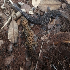 Pachydactylus affinis