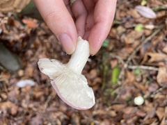 Russula xerampelina