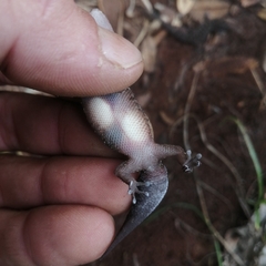 Pachydactylus affinis