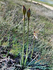 Tulipa sylvestris australis
