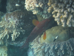 Cephalopholis miniata