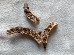 Vachellia farnesiana farnesiana