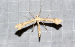Platyptilia carduidactylus