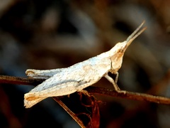 Pyrgomorpha conica