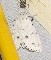 Acronicta vulpina
