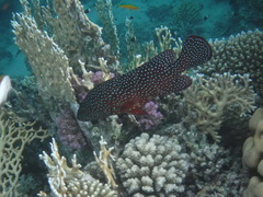 Cephalopholis miniata