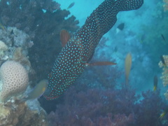 Cephalopholis miniata