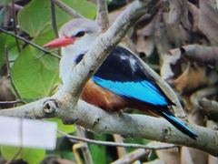 Halcyon leucocephala