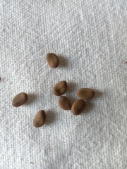 Vachellia farnesiana farnesiana