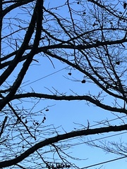 Liquidambar styraciflua