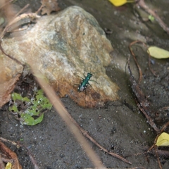 Cosmodela fleutiauxi