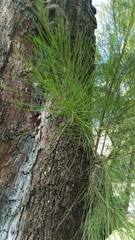 Casuarina cunninghamiana