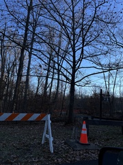 Liquidambar styraciflua