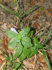 Ruellieae