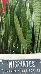 Sansevieria trifasciata