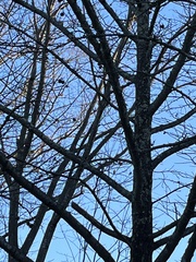 Liquidambar styraciflua