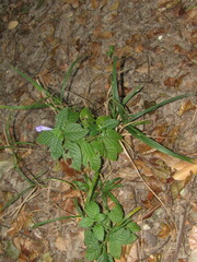 Ruellieae